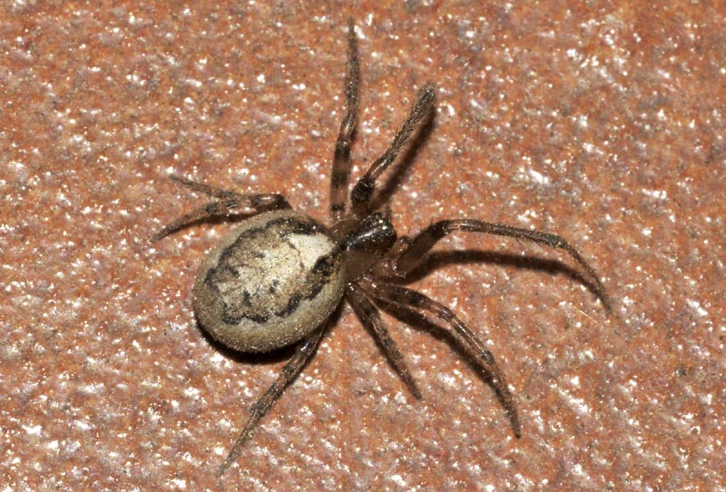 Araneidae: Zygiella x-notata  -  Sassuolo (MO)